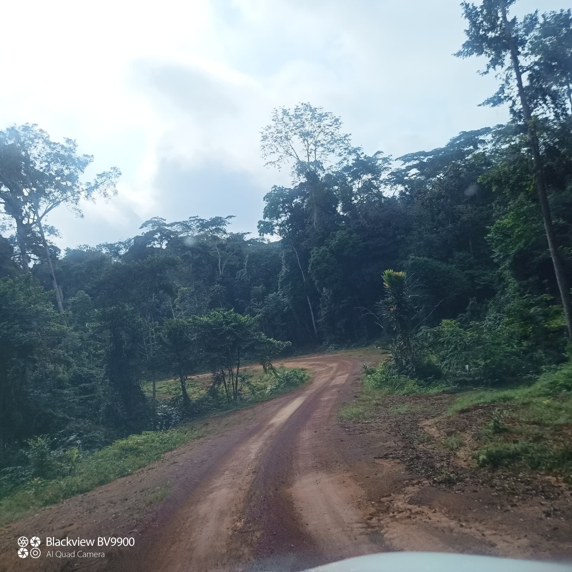Banane plantain