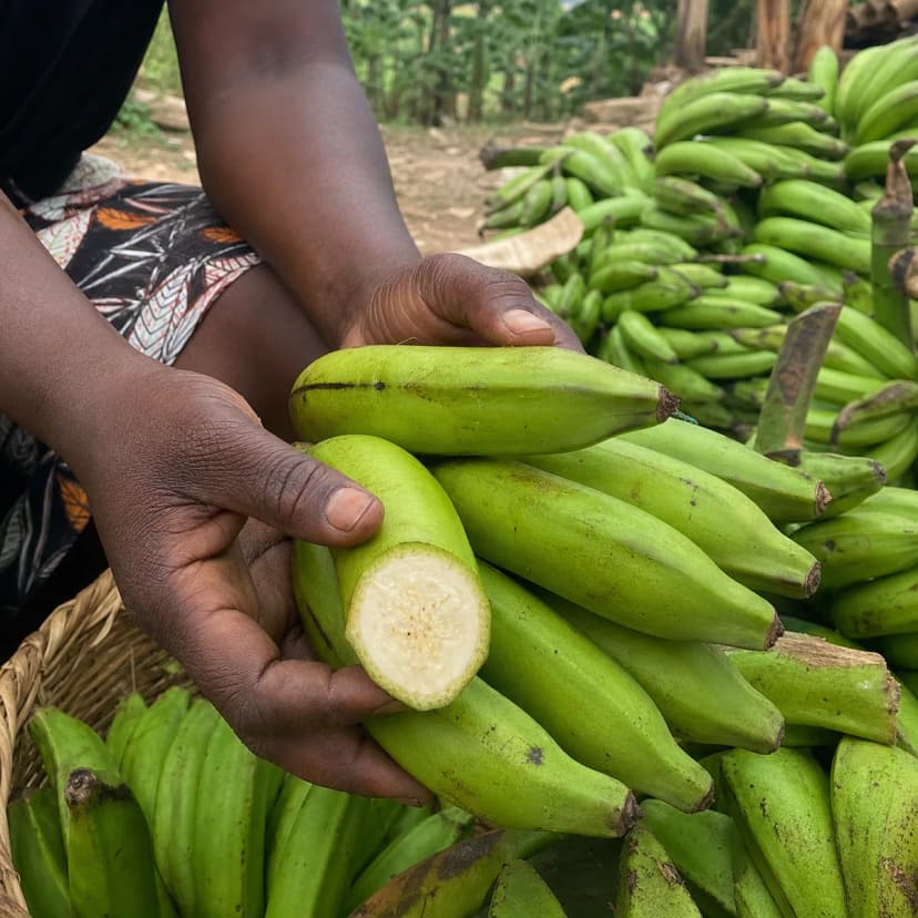 Banane à cuire