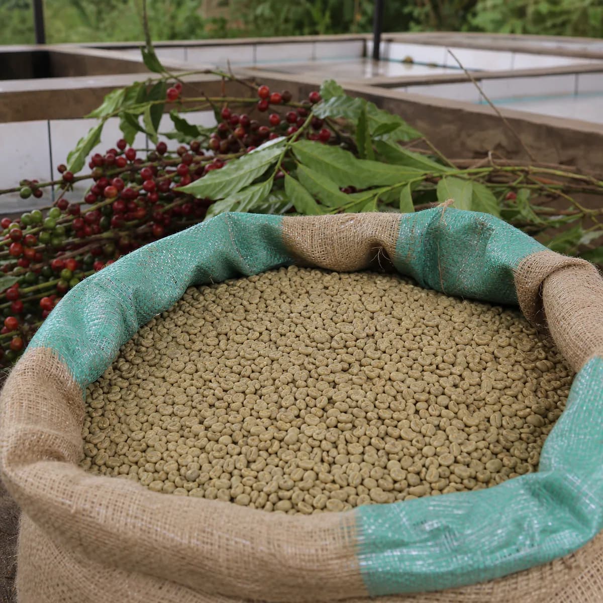 Arabica coffee