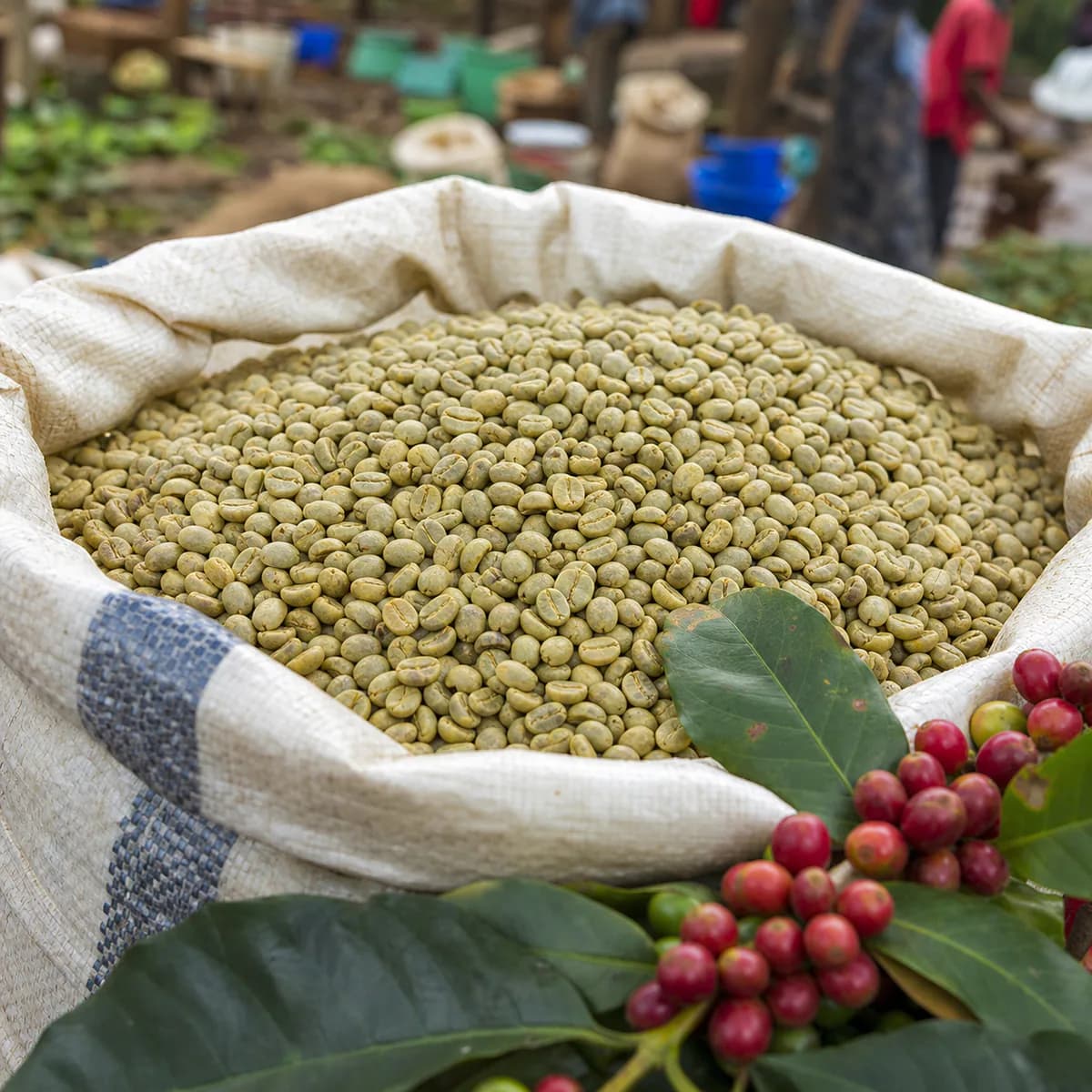 Café Robusta