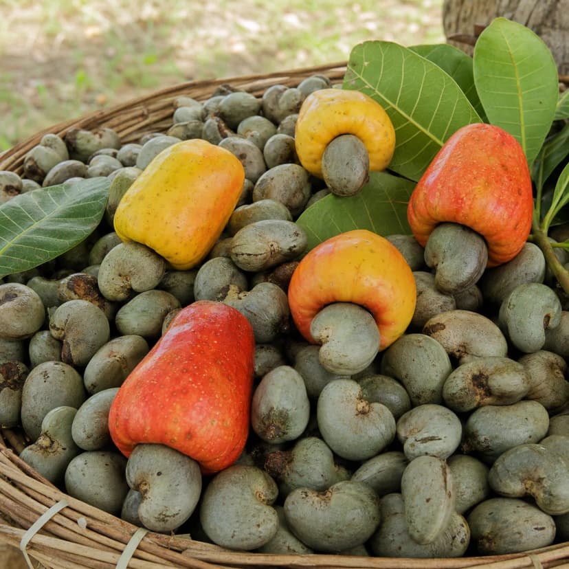 Cashew nut