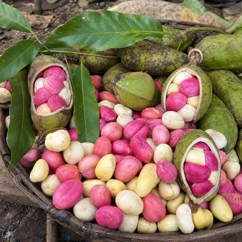 Kola nut