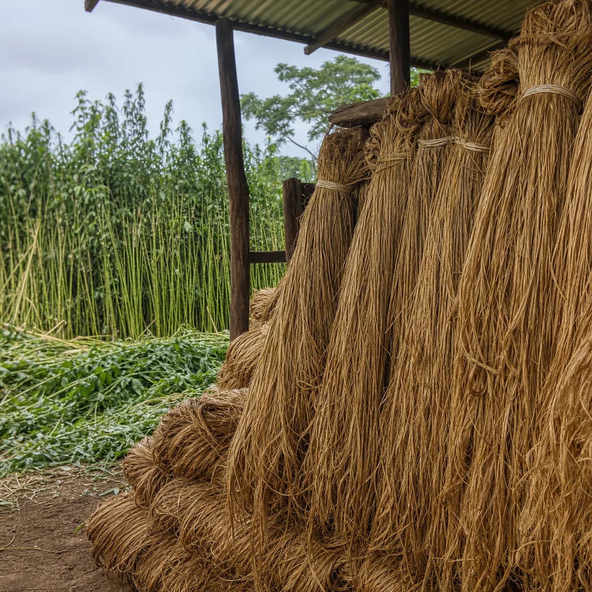 Jute
