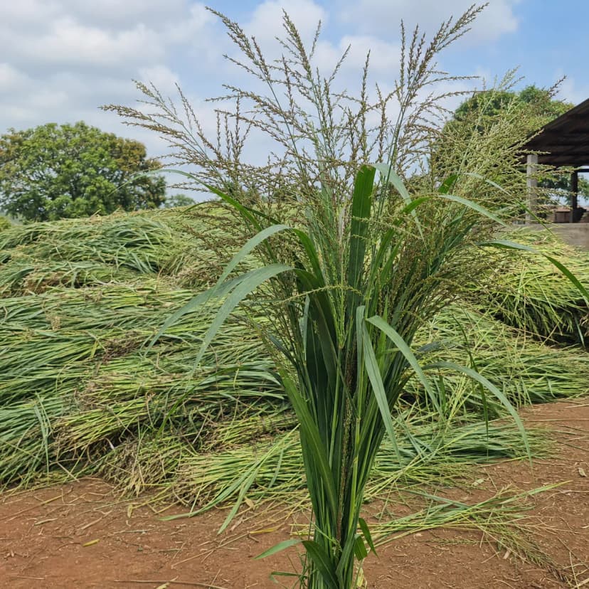Panicum