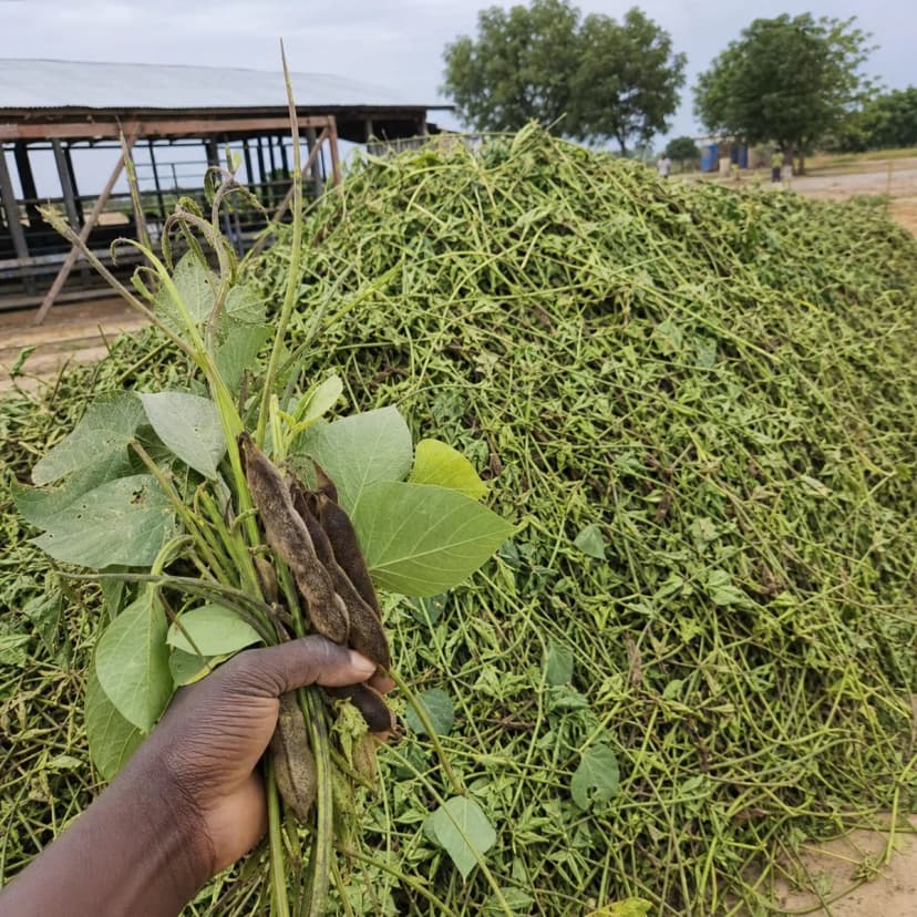 Mucuna