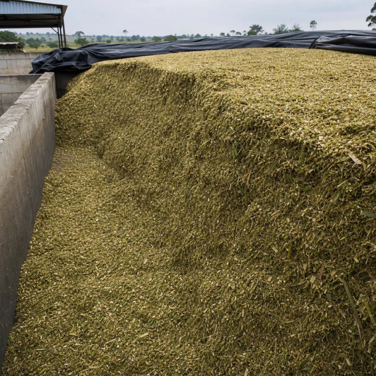 Maize silage