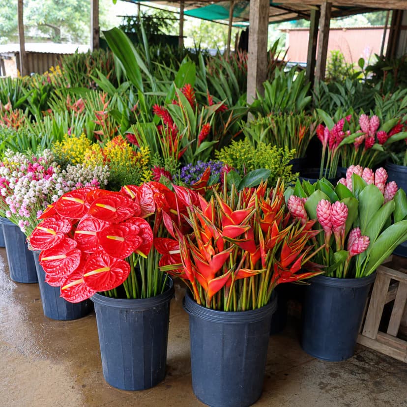 Cut flowers