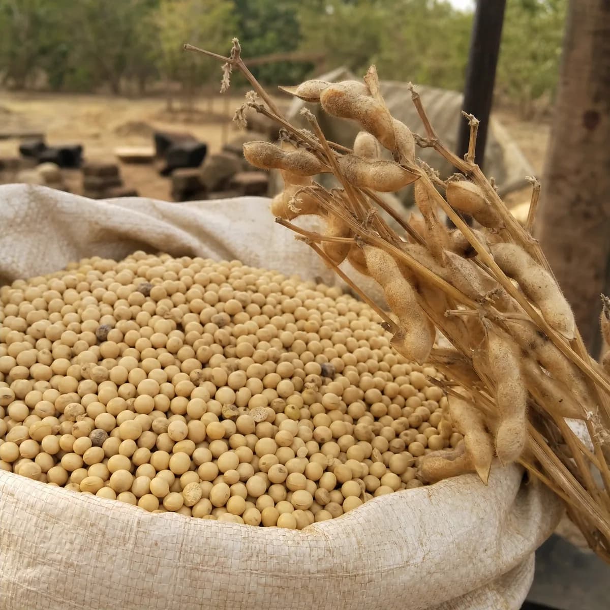 Soja