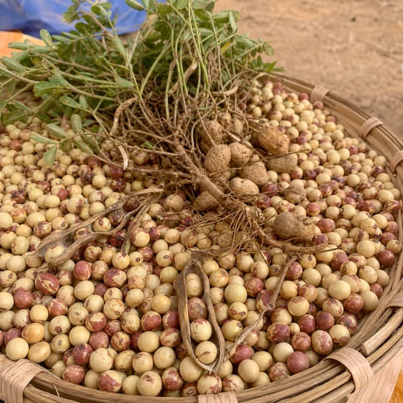 Bambara groundnut