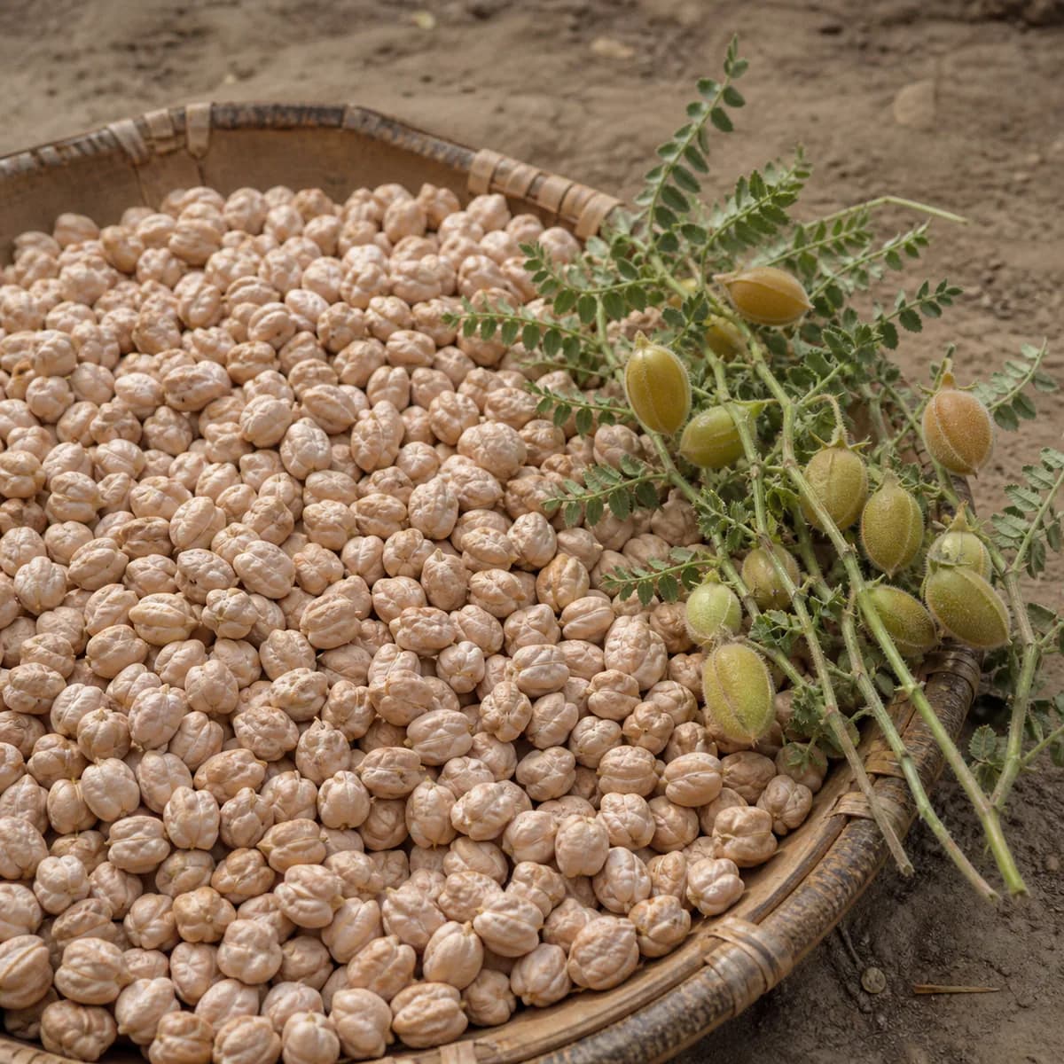 Chickpea