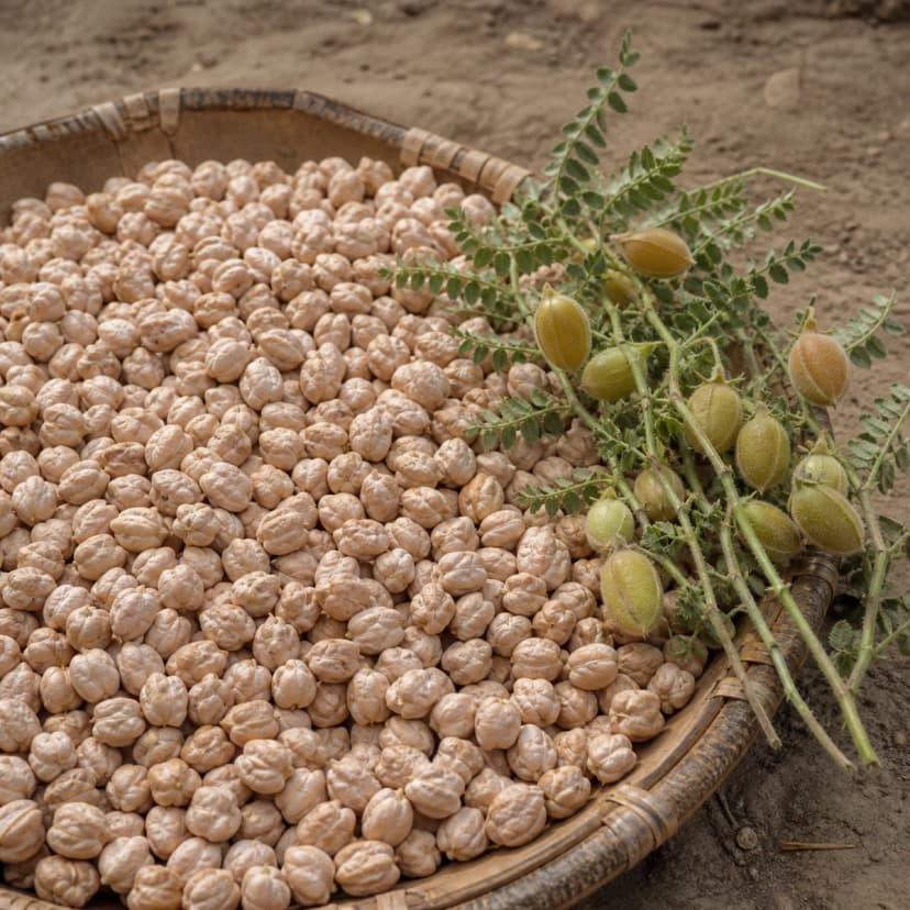Chickpea
