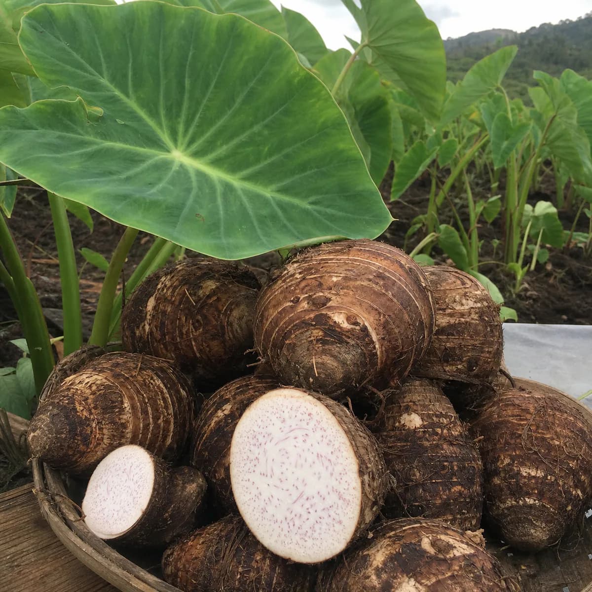 Taro