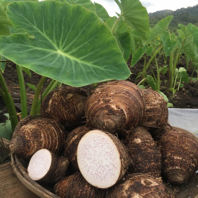 Taro