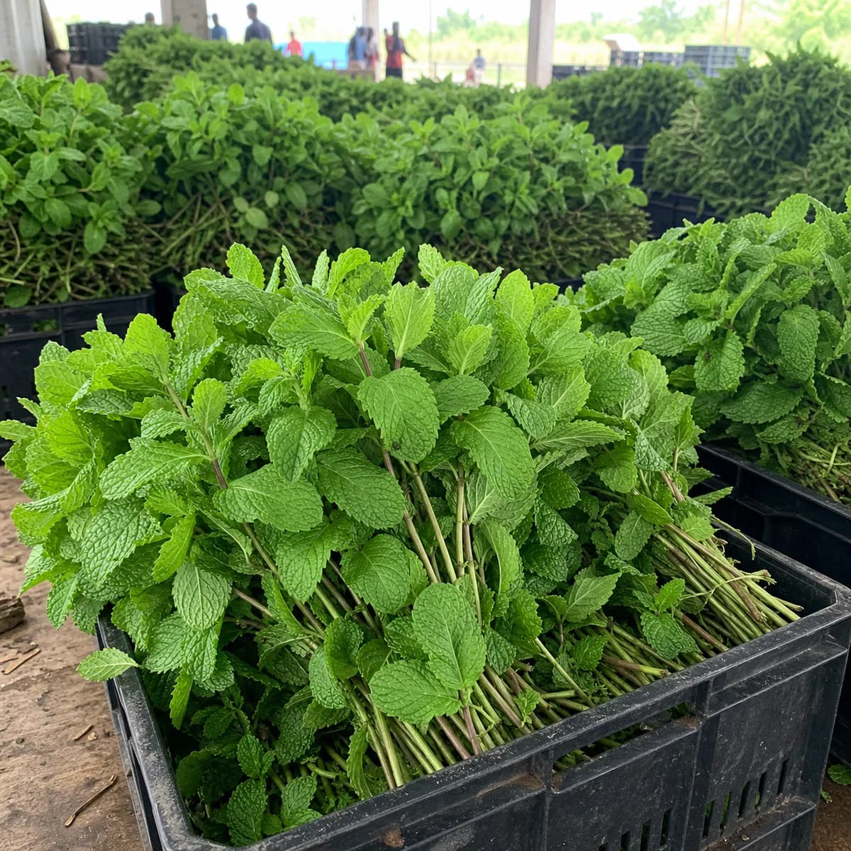 Menthe