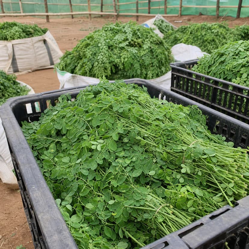Feuilles de moringa