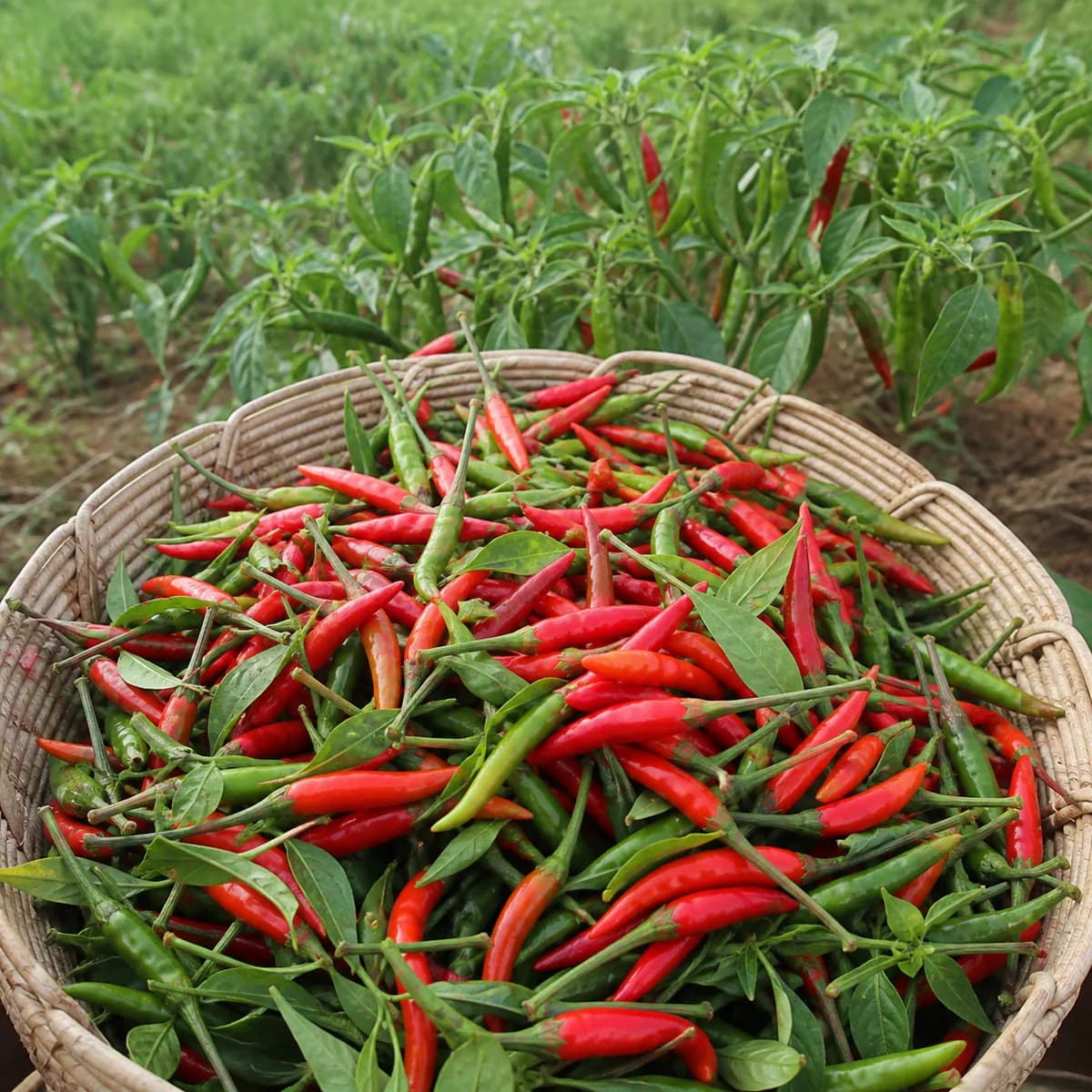 Piment