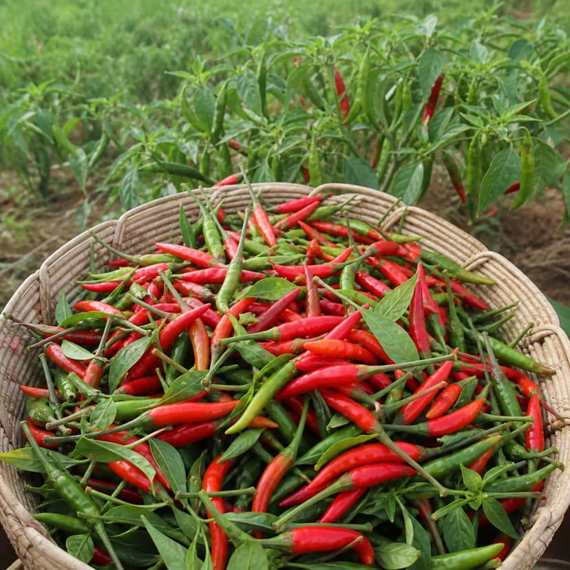 Piment