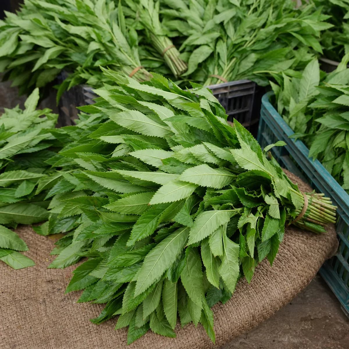 Bitterleaf