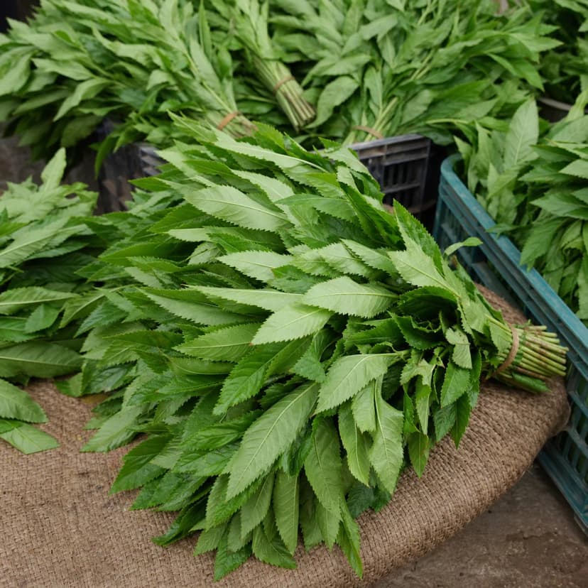 Bitterleaf
