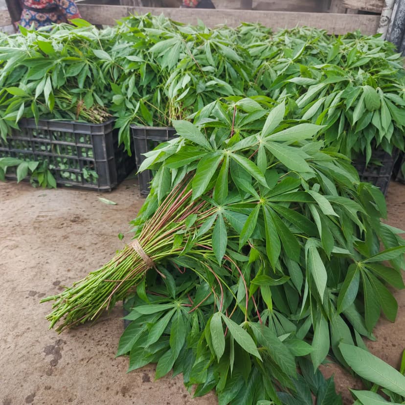 Feuilles de manioc
