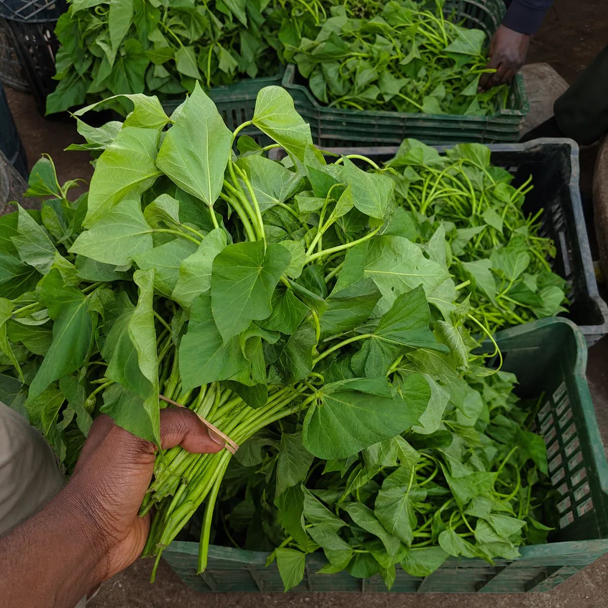 Feuilles de patate douce