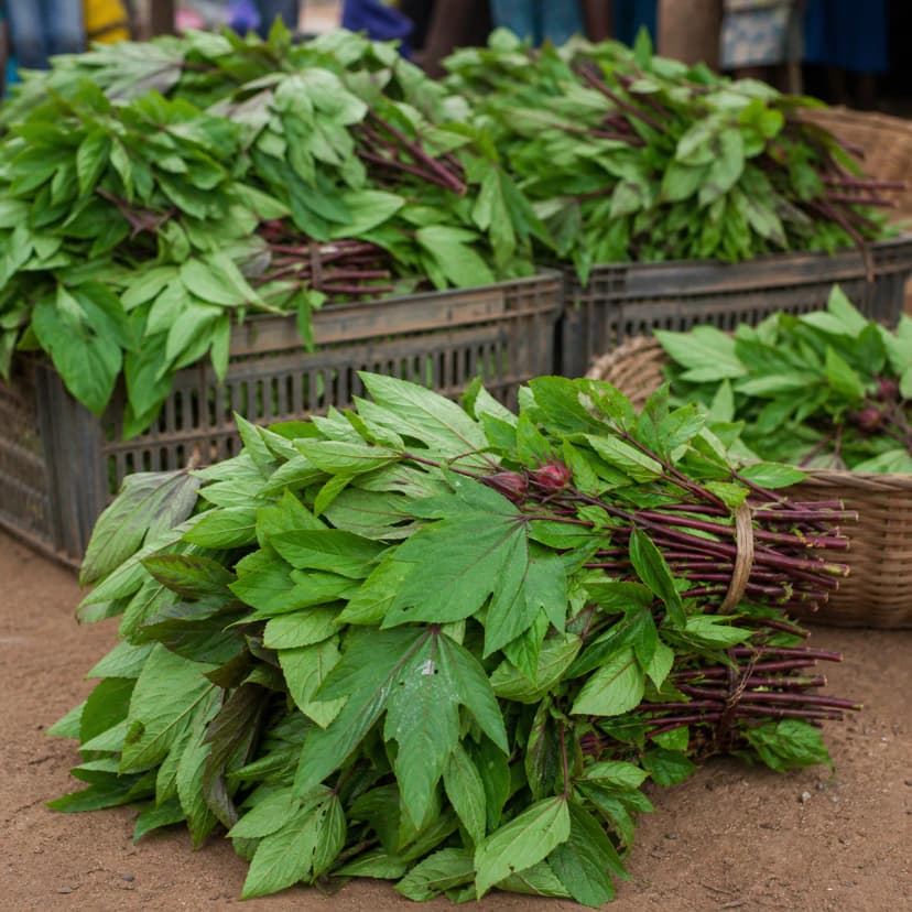 Oseille de Guinée