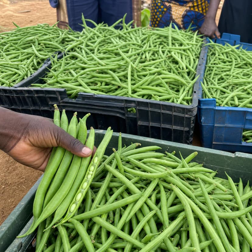 Haricot vert