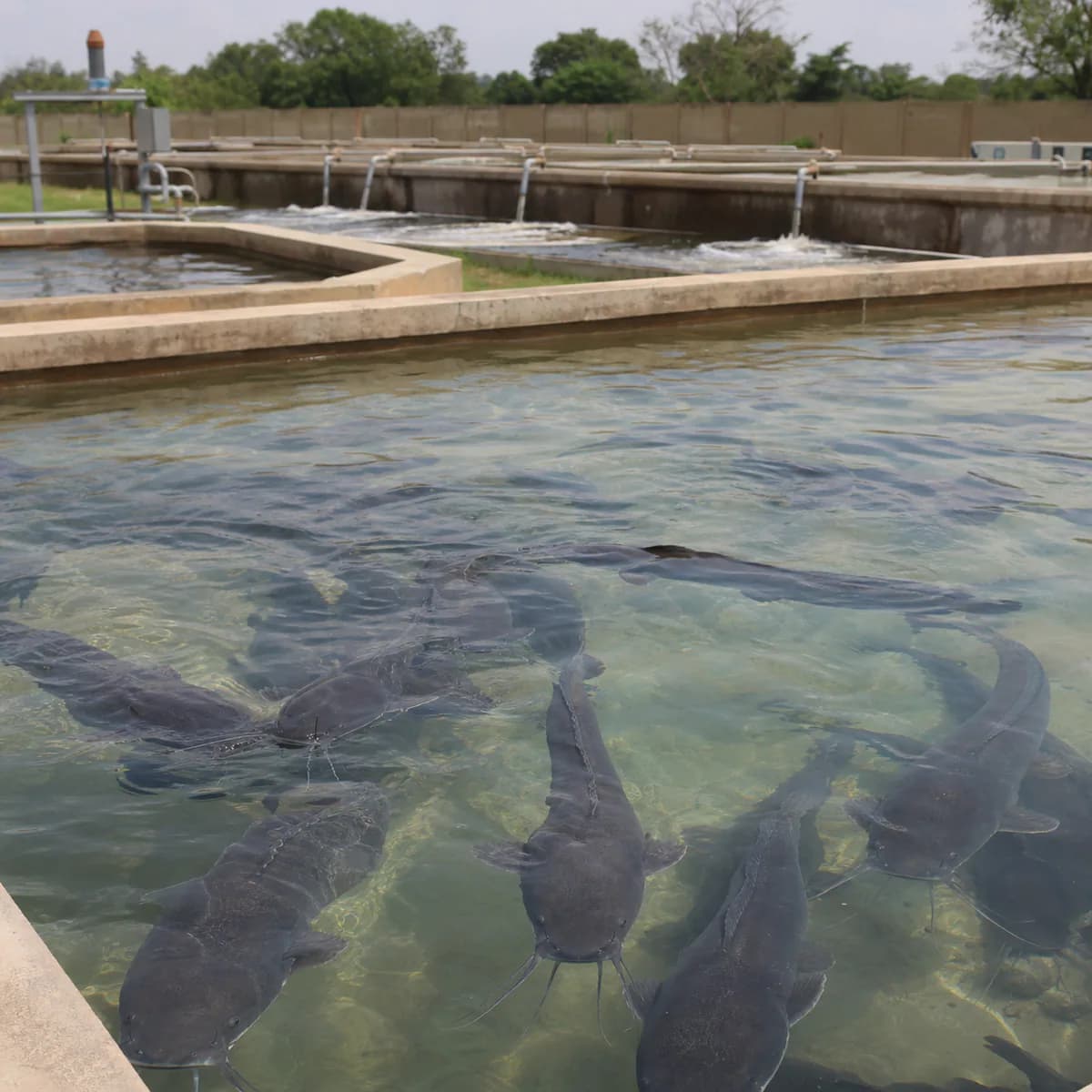 African catfish (Clarias)