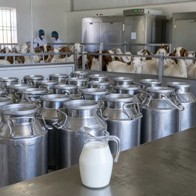 Lait de chèvre