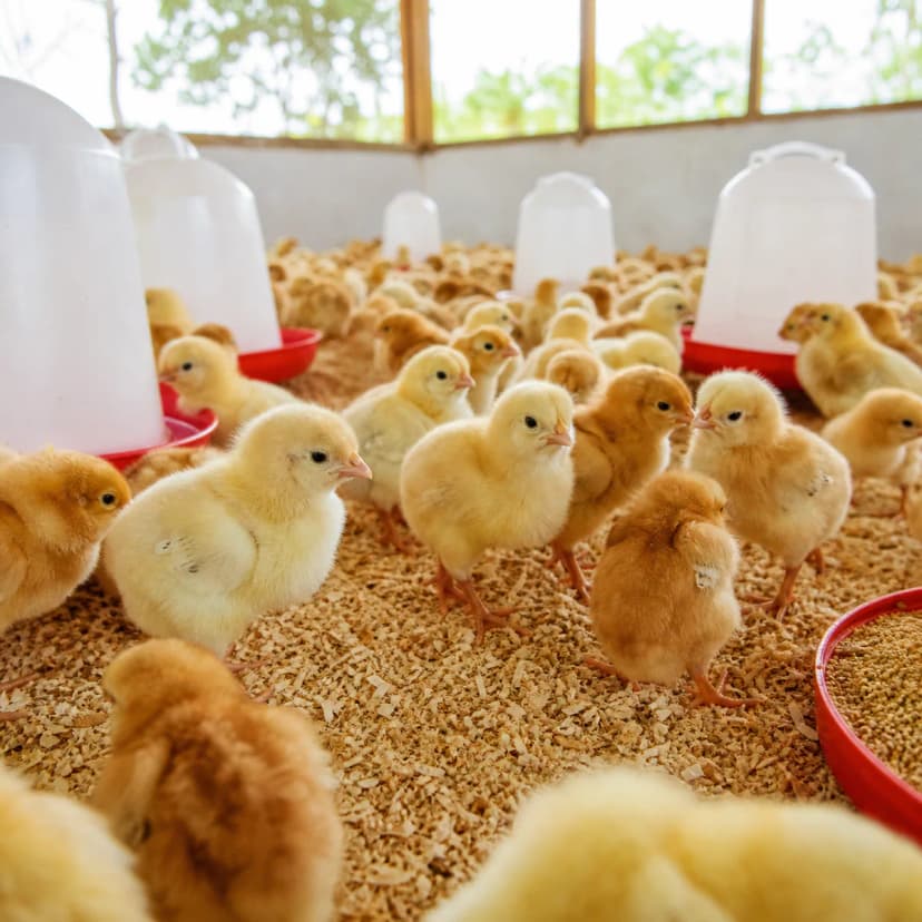 Poussins d'un jour