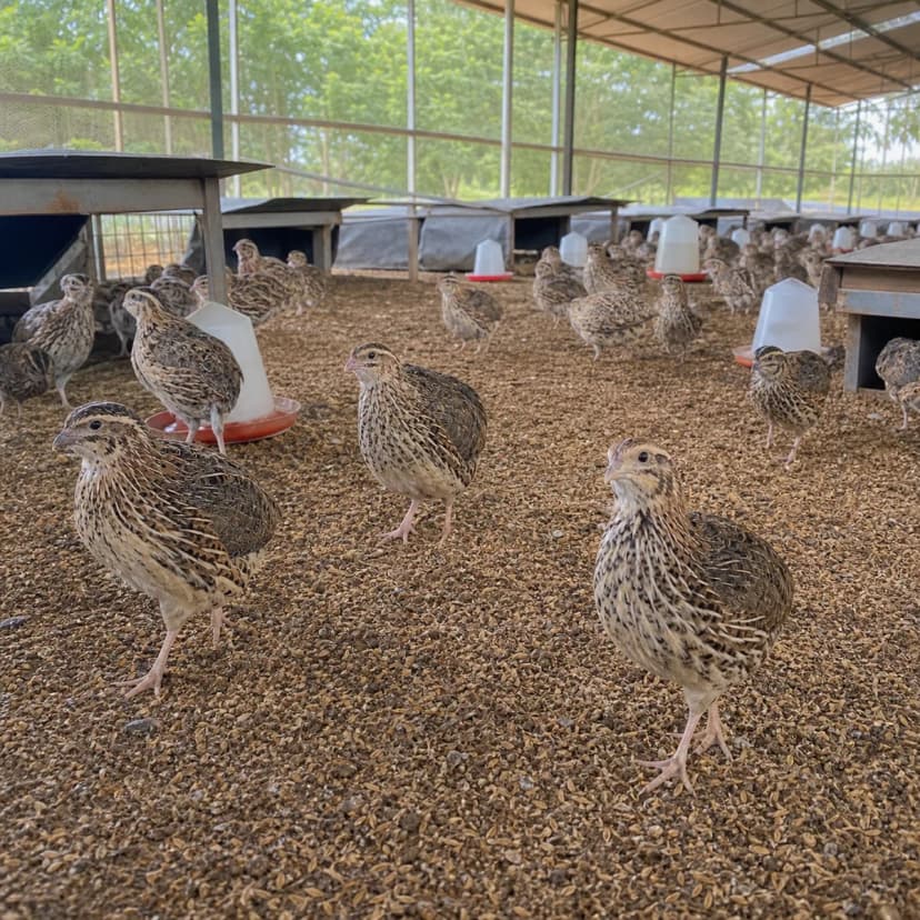 Quail